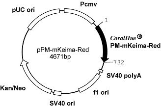 Plasmid map of pPM-mKeima-Red